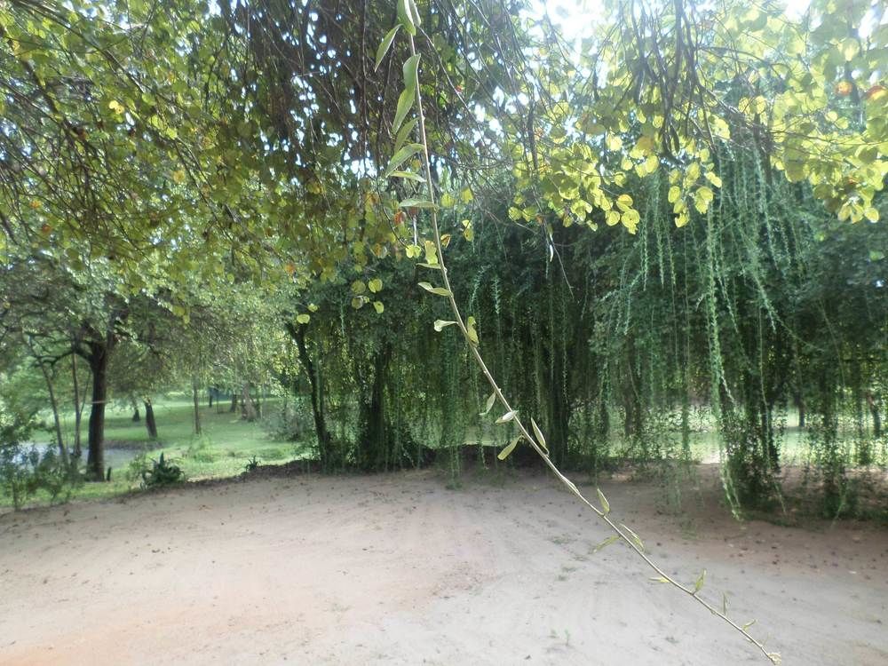 Clay Hut Village Polonnaruwa Exteriör bild